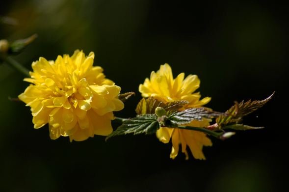 Marigold-like 'pleniflora' yamabuki.