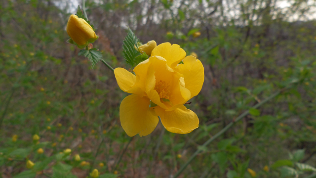 Wild semi-double form yamabuki.