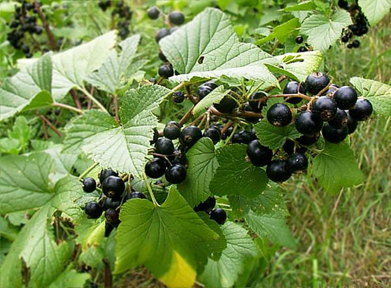 Image of Ribes nigrum, the taxon in which the compound is found.