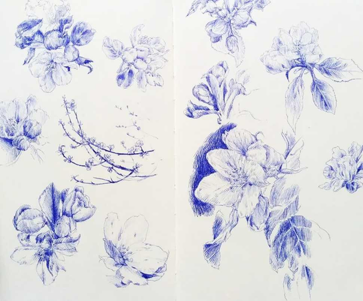 Ballpoint pen sketch of apple blossoms.