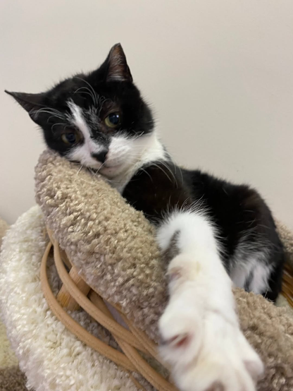 Making a year this month 😻. Help us celebrate together at the shelter.
