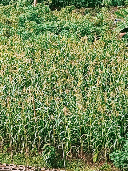 Image of maize, the taxon in which the compound is found.