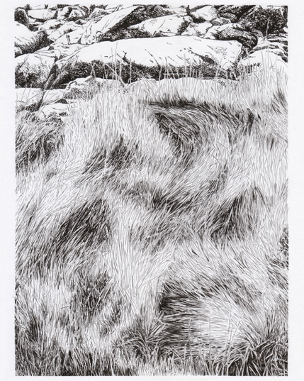 Dessin à l’encre noire d’herbes hautes devant des rochers. Le vent a marqué une sorte de tourbillon dans la pousse des herbes.