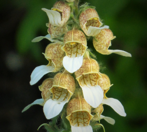 Image of Digitalis lanata, the taxon in which the compound is found.