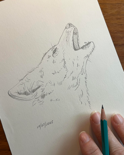 Pencil sketch of a coyote howling, focus on the head