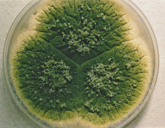 Image of Aspergillus parasiticus, the taxon in which the compound is found.