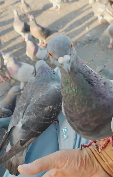 pigeon on my hand looking directly into the camera, while another pigeon stands on my knee and more are on the ground below