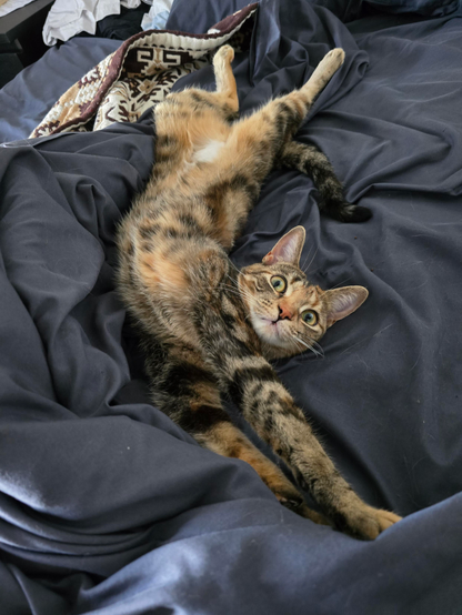 A torbie cat with orange patches and dark brown tabby stripes lies playfully on its back on rumpled slate-blue bed sheets. The short-haired cat stretches diagonally with front legs extended and hind legs kicked up, gazing at the camera with wide yellow-green eyes. A small white patch marks its belly, and a geometric-patterned blanket sits in the corner.