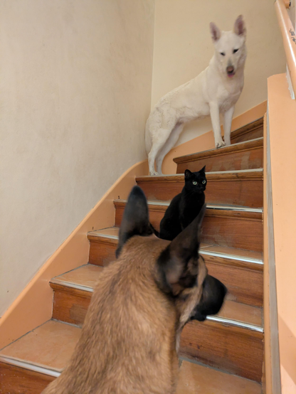 Haru, a black cat, sits calmly on a step between two dogs. At the top stands Raven, a white Swiss Shepherd, looking down at the cat. At the bottom, with his back to the camera, is Tanos, a Malinois. They all live together peacefully.