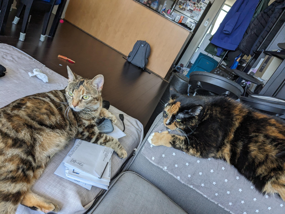 Two cats lounging on a grey couch. On the left, a torbie cat with brown tabby stripes and orange patches lies stretched out on white mail envelopes, one paw resting near a computer mouse, looking alertly at the camera with green eyes. On the right, a black and orange tortoiseshell cat with a white paw rests peacefully on a grey star-patterned blanket, eyes half-closed in relaxation. An electronic drum kit is visible in the background.