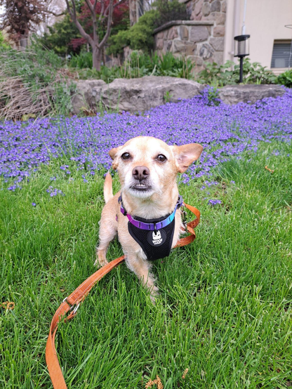 A three-legged chihuahua sitting in front of tiny purple flowers on a bright green lawn. The flowers are Veronicas. The dog is wearing a harness and staring right at the camera. 