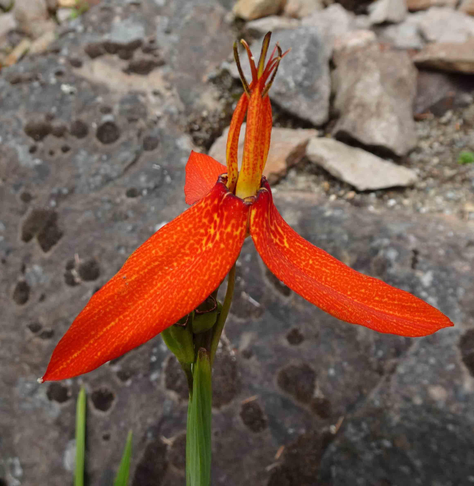 Image of Tigridia orthantha, the taxon in which the compound is found.