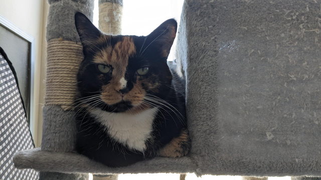 A tortoiseshell-and-white cat with black and orange fur resting in a grey carpeted cat tree. The cat has an asymmetrical face with black on the left side and orange on the right, a white blaze on the nose, and white chest. Pale green eyes and long white whiskers. Lying in a loaf position next to a sisal rope post, with bright window light backlighting from behind.