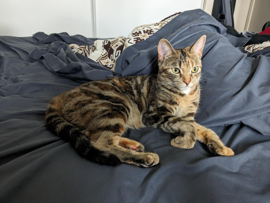A torbie cat with short fur lounging on dark blue bedsheets. The cat has brown and black stripes with orange patches on its face, chest, and leg, plus a small white patch on its chin. It's lying in a relaxed pose with front paws extended, looking directly at the camera with alert yellowish-green eyes. A patterned brown and white blanket is visible in the background.