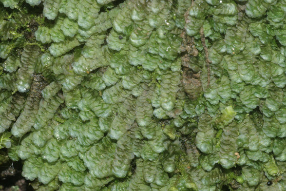 Image of Calypogeia azurea, the taxon in which the compound is found.