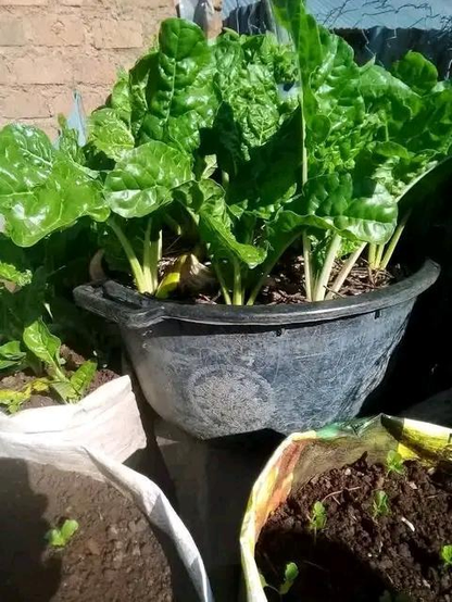 What we do the veggies in plastic cans