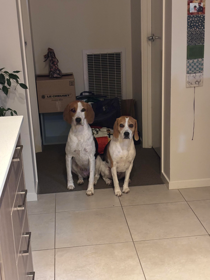 Suzie (left of frame) and Fiona (right of frame) sitting politely on the grey carpet next to tiled floor. they're waiting for snacks