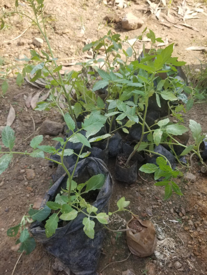 Tomato  seedlings in sucks.