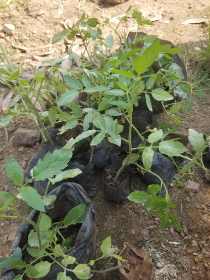 Tomatoes  seedlings in sucks.