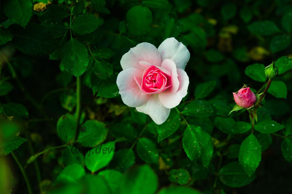 A rose in full bloom, with pink center and light pink to white external petals. There's a smaller pink rose flower bud on the right. The background are dark juicy green rose shrub leaves.
