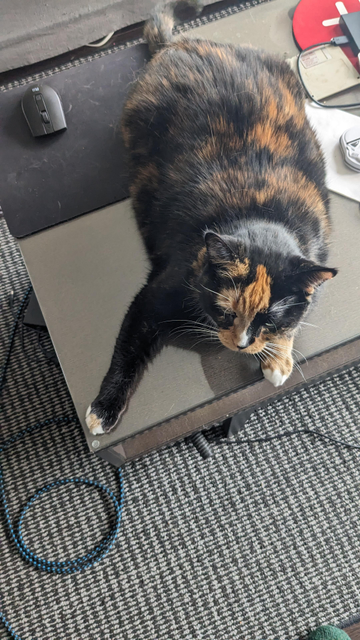 A tortoiseshell cat with black and orange fur lounging on a dark desk next to a computer mouse. The cat has white mittens on its front paws and a tiny white spot on its nose. It's lying in a relaxed sprawled position with sleepy, half-closed eyes, looking downward. Office items like papers and a red coaster are visible nearby.