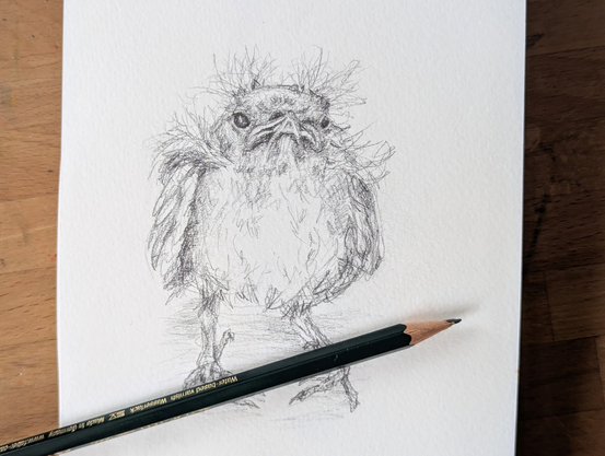 Handmade black and white pencil drawing of a Black Redstart baby sitting on the floor, by artist Karen Kaspar