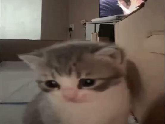a slideshow of various short clips of cats: falling off, jumping into the camera, a camera zooming in on an orange cat looking sus, and a wet cat in bath; all accompanied by a happy hardcore style track