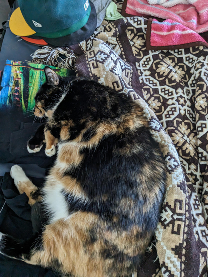 A calico cat with black and ginger patches and white paws sleeping peacefully on its side. The cat is nestled on a brown and cream geometric patterned blanket, with its eyes closed in deep relaxation.