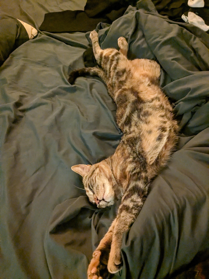 A brown tabby cat with dark stripes and spots sleeping peacefully on its back on rumpled teal bedsheets, belly exposed, legs stretched out in a fully relaxed pose with eyes closed.