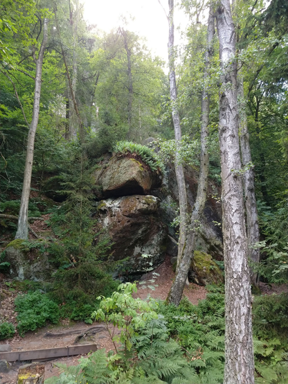 Felsen im Wald am Wanderweg hoch zum Lilienstein.
