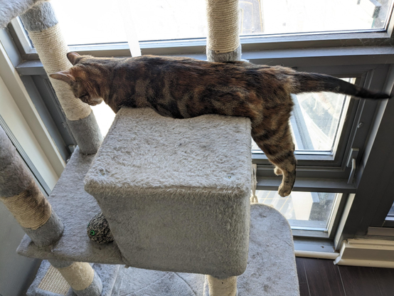 A torbie cat with black, brown, and orange patches lounging on a beige carpeted cat tree platform. The cat is stretched out horizontally with its rear legs dangling off the edge and tail extended toward a window. Short sleek fur with tabby striping on the legs and tail. A small toy mouse is tucked under the platform.