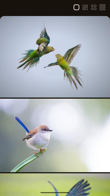 Two images of birds taking the whole width of the screen