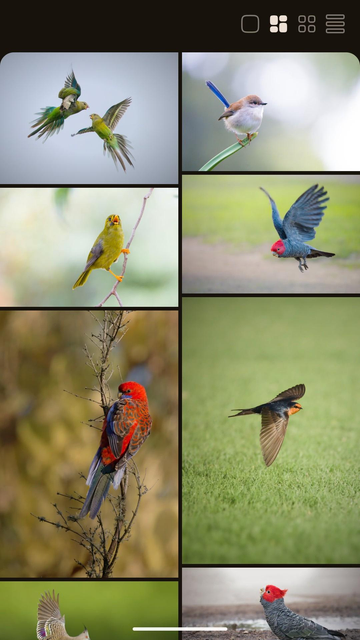 Masonry grid of bird photos