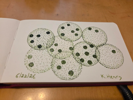 Hand drawn generative/procedural art in ink on an open page of my sketchbook. The abstract pattern looks a bit like a bunch of spherical algae.