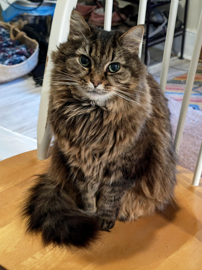 A photo of a large fluffy brown tabby cat with beautiful green eyes sitting in a dining room chair. She's posing for the camera, which she does often (she loves being the center of attention). 