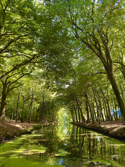 This colour photo shows a canal on the outskirts of the Dutch city of Bergen. It shows the water-filled canal unframed by green trees. At the end, a passageway is visible that looks like a portal to another world of nature. It is daytime, the sun is shining.