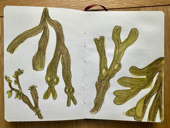 drawing of seaweed