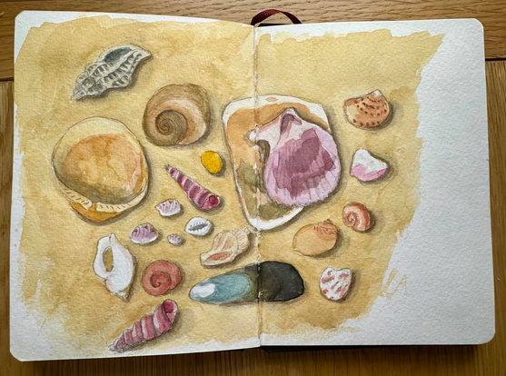 drawing of shells
