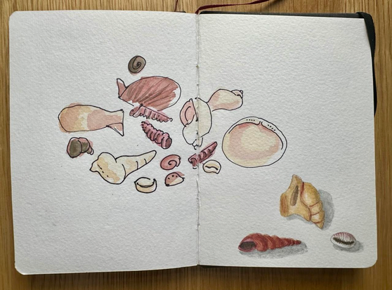 drawing and aquarell of shells