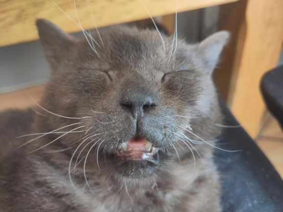 Photo de Twinky, mon chat noir, complètement endormi, mais la tête haute. Il a la bouche ouverte et la langue qui sort un peu. Ça ne fait pas très sérieux.