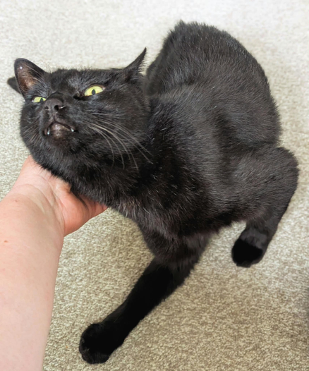 Black cat leaning in to some neck scritches
