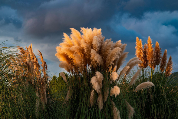 Tall pampas grass glowing orange in low evening sunlight, its feathery plumes rising against dense blue-grey storm clouds. Dark green grasses fill the lower frame, with separate clusters of illuminated plumes on either side.