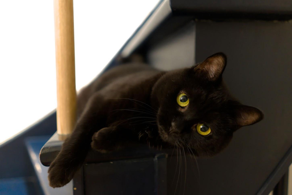 A very cute black cat staring at the camera with yellow-green eyes. She is lying on some stairs.