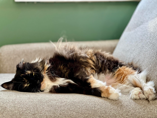 Photo of our Maine Coon, Angel.